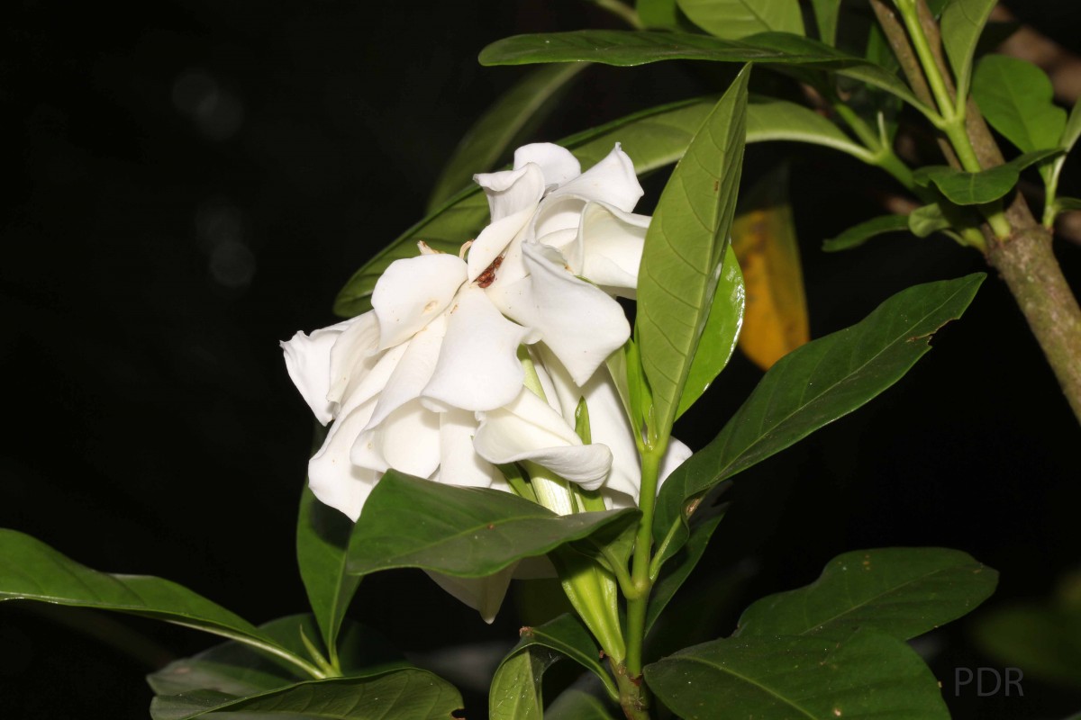 Gardenia